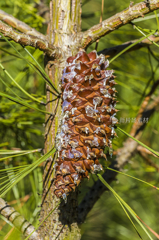 Knobcone Pine, Pinus attenuata，(也称为Pinus tuberculata)是一种生长在温和气候和贫瘠土壤上的树。它从南俄勒冈州的山脉到下加利福尼亚，最集中在北加州和俄勒冈州